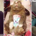 Coniglio "poggia-smartphone": la nuova moda giapponese lanciata su Twitter02