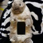 Coniglio "poggia-smartphone": la nuova moda giapponese lanciata su Twitter12