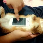 Coniglio "poggia-smartphone": la nuova moda giapponese lanciata su Twitter111