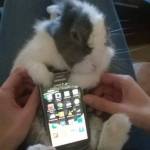 Coniglio "poggia-smartphone": la nuova moda giapponese lanciata su Twitter10
