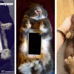 Coniglio "poggia-smartphone": la nuova moda giapponese lanciata su Twitter09