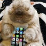 Coniglio "poggia-smartphone": la nuova moda giapponese lanciata su Twitter07