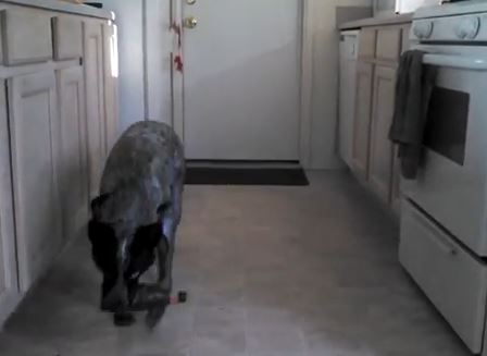 Ordina al cane di prendergli una birra dal frigo, lui obbedisce (VIDEO)