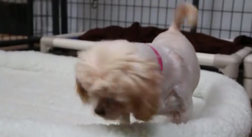 Delilah, la gioia del cane che dorme per la prima volta in un letto VIDEO