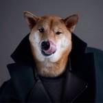 Bodhi, il cane indossare da 10mila dollari al mese FOTO07