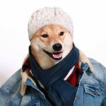 Bodhi, il cane indossare da 10mila dollari al mese FOTO06