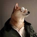 Bodhi, il cane indossare da 10mila dollari al mese FOTO03