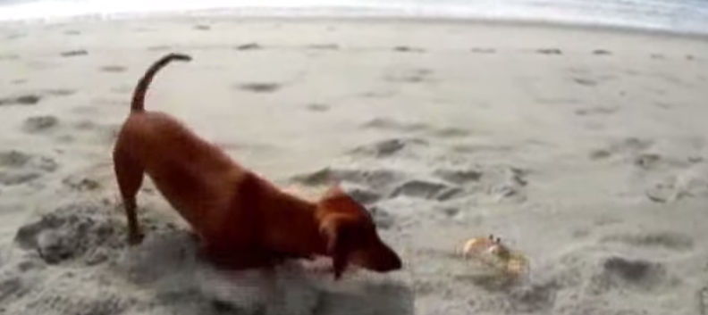Il bassetto gioca con il granchio sulla spiaggia: il video