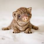 Gadipo", sul web impazza l'adorabile incrocio tra un gatto e un bradipo07