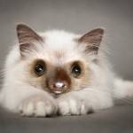 Gadipo", sul web impazza l'adorabile incrocio tra un gatto e un bradipo05