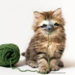 Gadipo", sul web impazza l'adorabile incrocio tra un gatto e un bradipo4