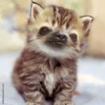 Gadipo", sul web impazza l'adorabile incrocio tra un gatto e un bradipo03