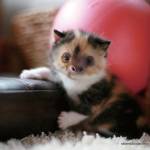 Gadipo", sul web impazza l'adorabile incrocio tra un gatto e un bradipo02