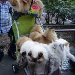 Giappone, l'uomo che porta nel passeggino 9 gatti himalaiani05