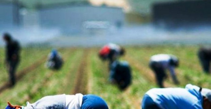 Sicilia, schiave romene nelle campagne: mogli dei padroni sanno, ma tacciono