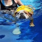 Singapore, l'hotel a 5 stelle per cani con la piscina a forma di osso FOTO02