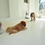 Singapore, l'hotel a 5 stelle per cani con la piscina a forma di osso FOTO04