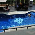 Singapore, l'hotel a 5 stelle per cani con la piscina a forma di osso FOTO07