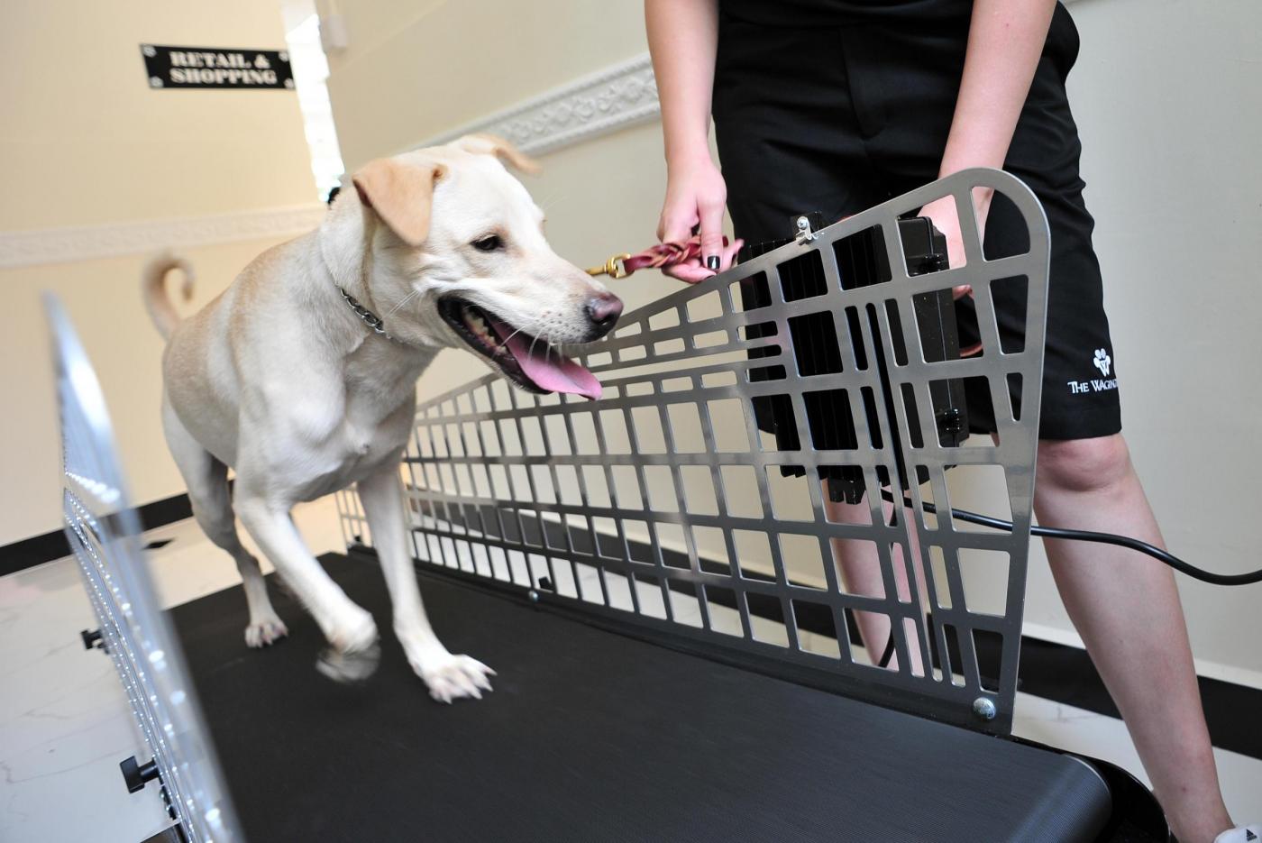 Singapore, l'hotel a 5 stelle per cani con la piscina a forma di osso FOTO08