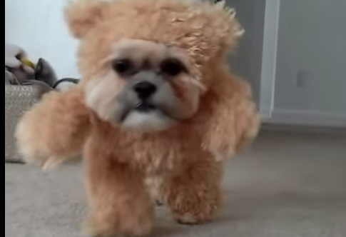 Cane vestito da orsetto per Halloween: 2 milioni di clic in una settimana