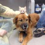 Il golden retriever sopravvissuto a Katrina che fa da baby sitter ai gatti12