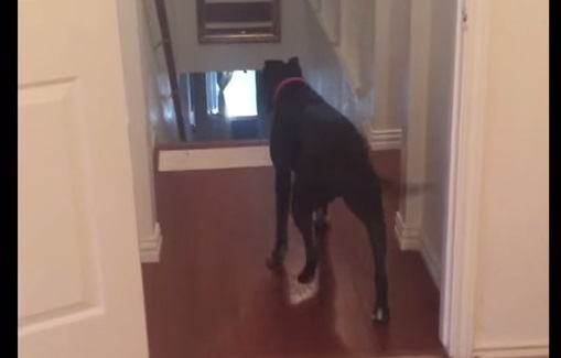 Il pitbull ha paura delle porte: da una stanza all'altra camminando all'indietro