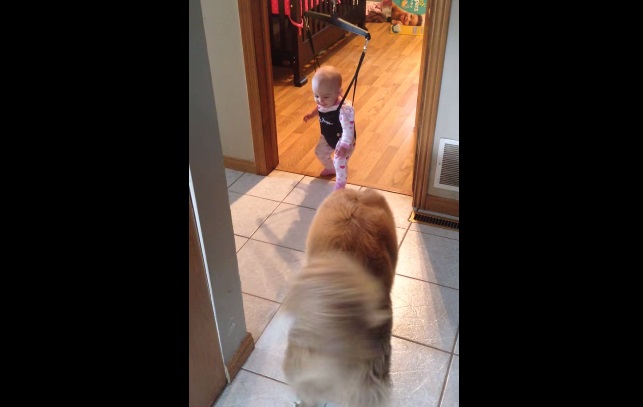 "Ally e Day", il video del cane che insegna a camminare alla neonata