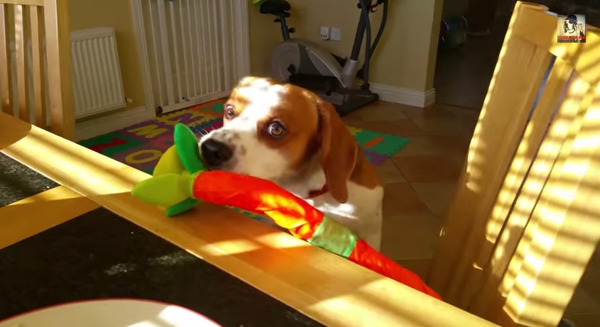Charlie, il beagle che prova a barattare una fetta di bacon con un gioco