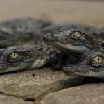 Indonesia, 4 cuccioli di coccodrillo nascono nello zoo dell'isola di Giava04