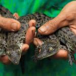Indonesia, 4 cuccioli di coccodrillo nascono nello zoo dell'isola di Giava05