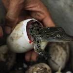 Indonesia, 4 cuccioli di coccodrillo nascono nello zoo dell'isola di Giava01