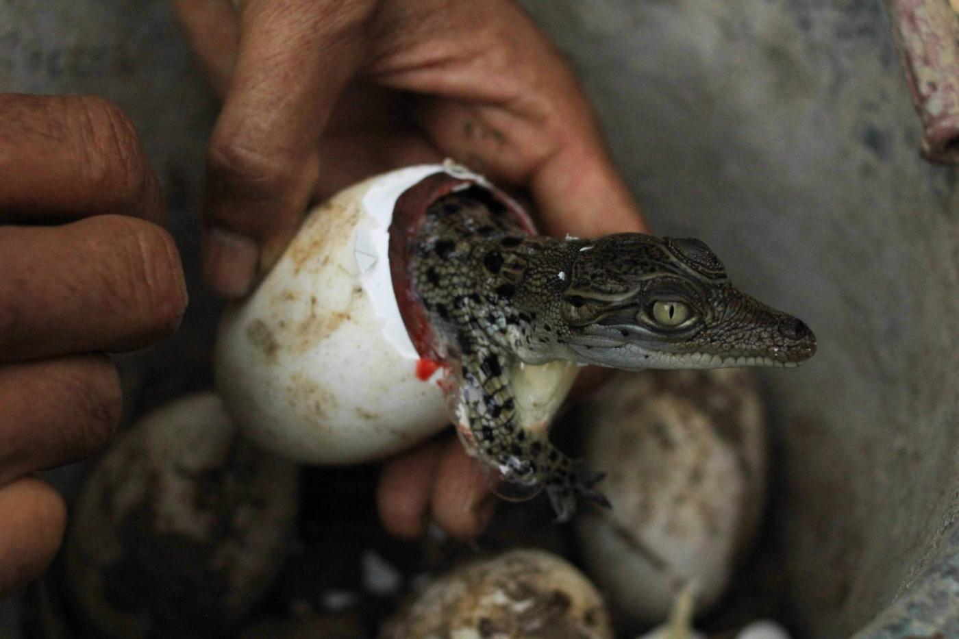 Indonesia, 4 cuccioli di coccodrillo nascono nello zoo dell'isola di Giava01