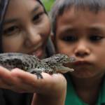 Indonesia, 4 cuccioli di coccodrillo nascono nello zoo dell'isola di Giava011