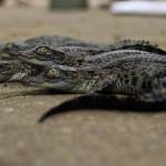 Indonesia, 4 cuccioli di coccodrillo nascono nello zoo dell'isola di Giava09