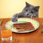 Gatti che rubano il cibo: colti in flagrante! (foto)