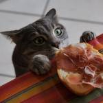 Gatti che rubano il cibo: colti in flagrante! (foto)