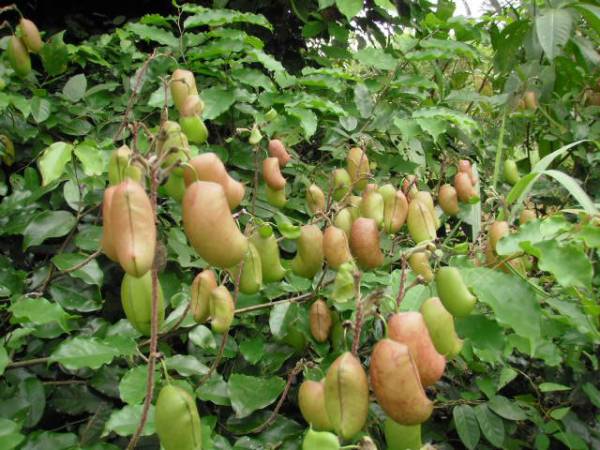 Viagra Naturale 6 Piante Che Hanno Lo Stesso Effetto Ladyblitz