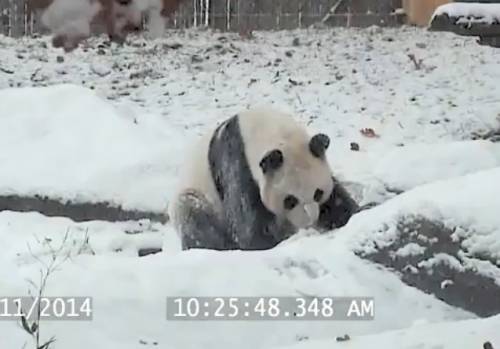 Panda rotola nella neve come un bambino: il video