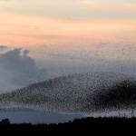 Stormi di migliaia di uccelli "invadono" il tramonto scozzese01