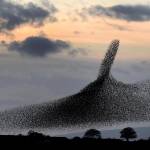 Stormi di migliaia di uccelli "invadono" il tramonto scozzese02