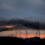Stormi di migliaia di uccelli "invadono" il tramonto scozzese04