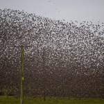 Stormi di migliaia di uccelli "invadono" il tramonto scozzese05