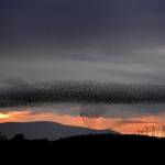 Stormi di migliaia di uccelli "invadono" il tramonto scozzese07