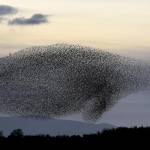 Stormi di migliaia di uccelli "invadono" il tramonto scozzese08