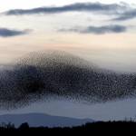 Stormi di migliaia di uccelli "invadono" il tramonto scozzese09