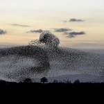 Stormi di migliaia di uccelli "invadono" il tramonto scozzese10