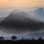Stormi di migliaia di uccelli "invadono" il tramonto scozzese11