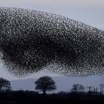 Stormi di migliaia di uccelli "invadono" il tramonto scozzese12