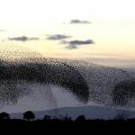 Stormi di migliaia di uccelli "invadono" il tramonto scozzese13