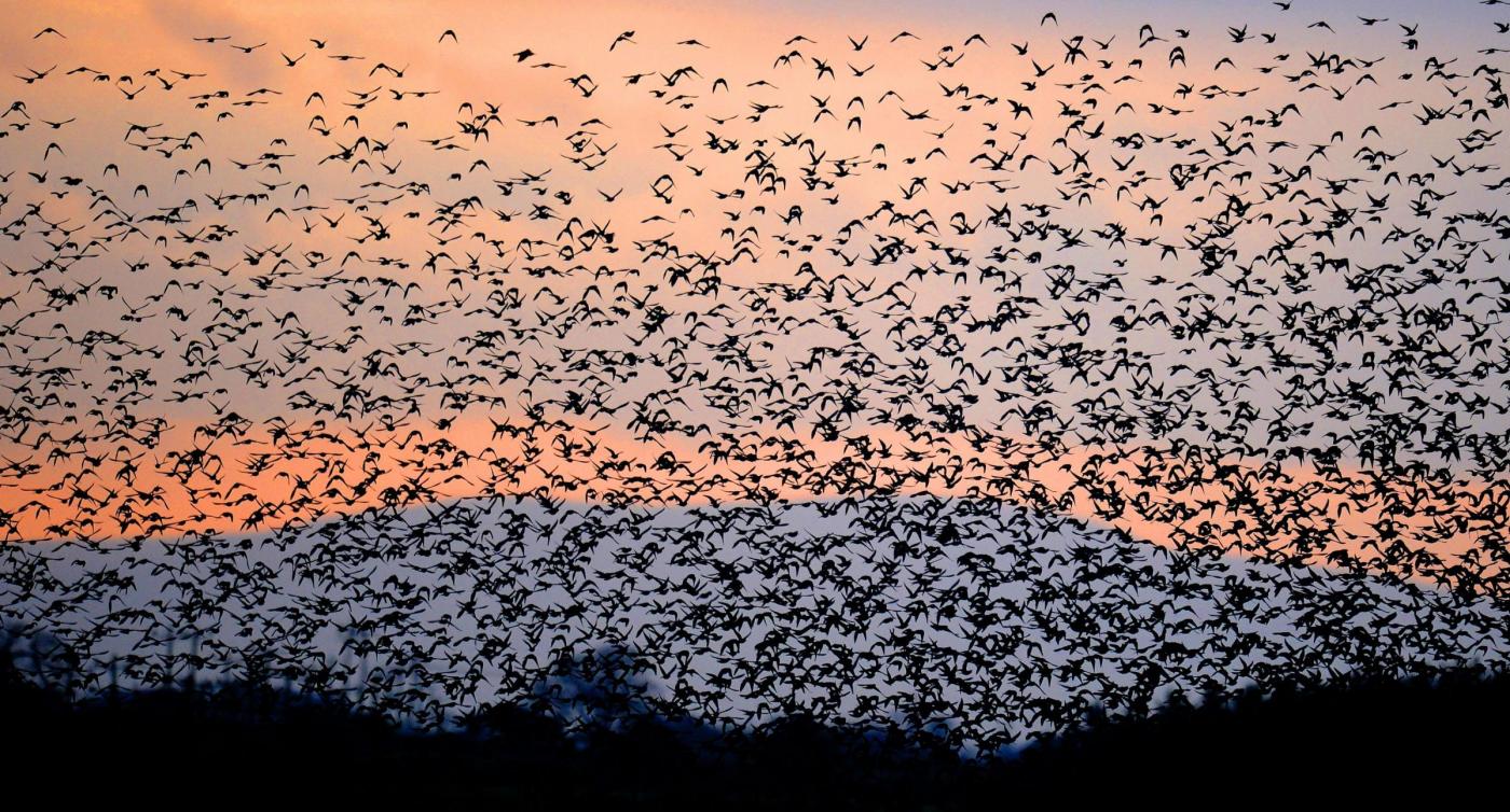 Stormi di migliaia di uccelli "invadono" il tramonto scozzese14